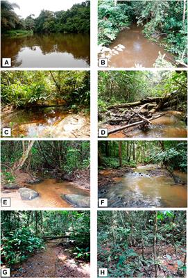 Functional diversity of afrotropical fish communities across river gradients in the Republic of Congo, west central Africa